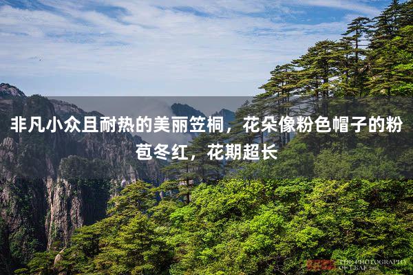 非凡小众且耐热的美丽笠桐，花朵像粉色帽子的粉苞冬红，花期超长